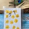 LARKSPUR thumbnail 11