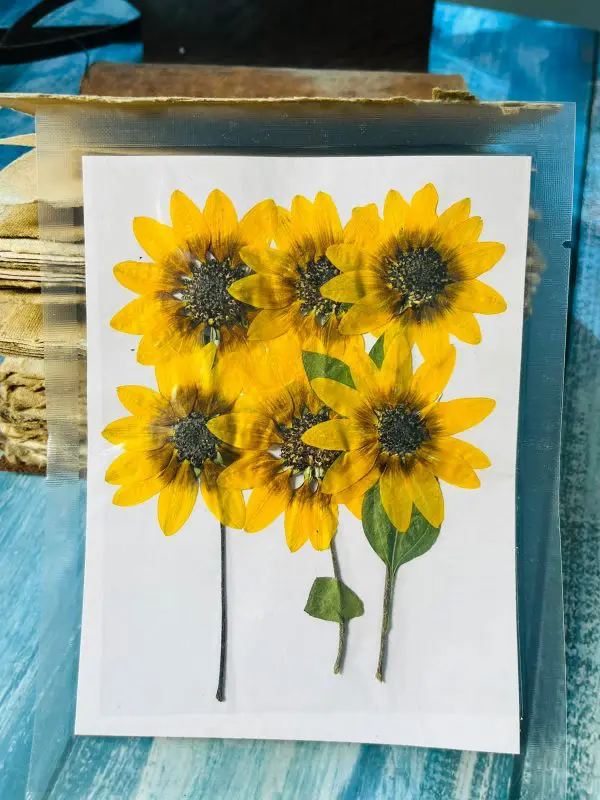Big Yellow Sunflower With Strings
