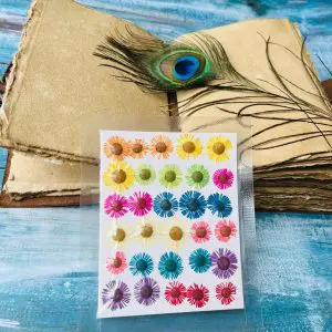 MIXED ASTERS (30 pieces)