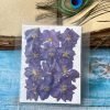 LARKSPUR thumbnail 9