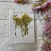 Baby Breath thumbnail 5