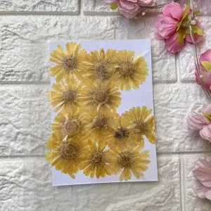 YELLOW BIG dried flowers for resin