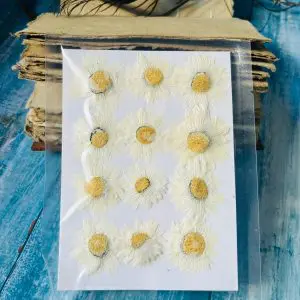 White Chrysanthemum dried flowers for resin