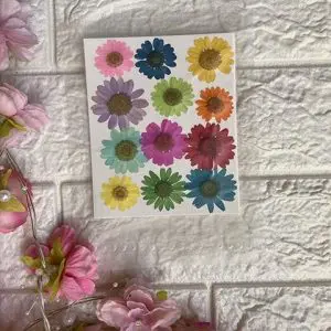 MIXED DAISY(12 pieces)