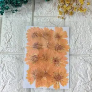 ORANGE BIG dried flowers for resin