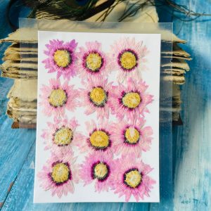 Baby Pink Chrysanthemum Flowers