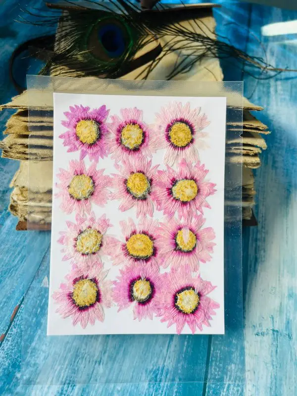 Baby Pink Chrysanthemum Flowers