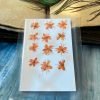 CHERRY BLOSSOM thumbnail 6