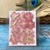 LARKSPUR thumbnail 4