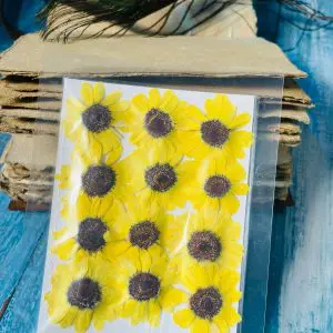 Yellow dried sunflowers for resin