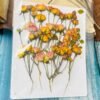 SMALL ROSE BUDS thumbnail 7