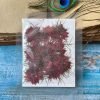 NIGELLA thumbnail 5