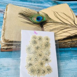 Dried Queen Annes Lace Flowers