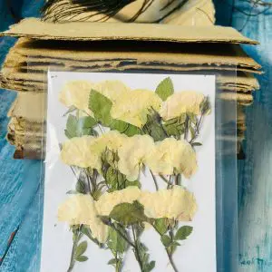 White Roses With Strings