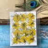 NIGELLA thumbnail 2