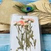 CHRYSANTHEMUM DAISY thumbnail 7