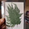 12-Piece Beautiful Pressed Leaves and dried flowers for resin