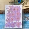LARKSPUR thumbnail 6
