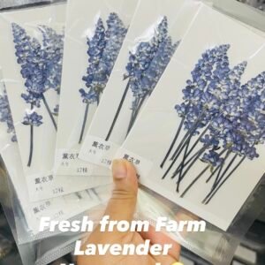 LAVENDER
