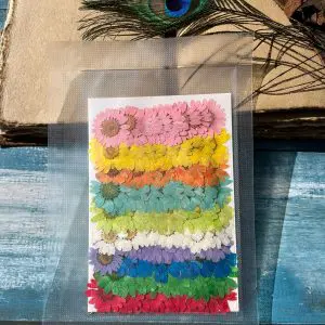 100 Pieces real Mixed Daisy