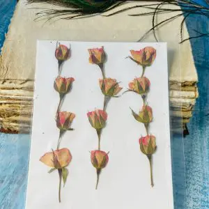 Natural baby Pink Rose Dried Flowers