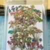 Mixed Anne Laces Bunch(20 pieces bunch)