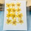 Daffodils dried flowers for resin thumbnail 5