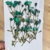 Small Rose Buds