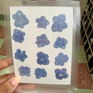 New Blue flower
