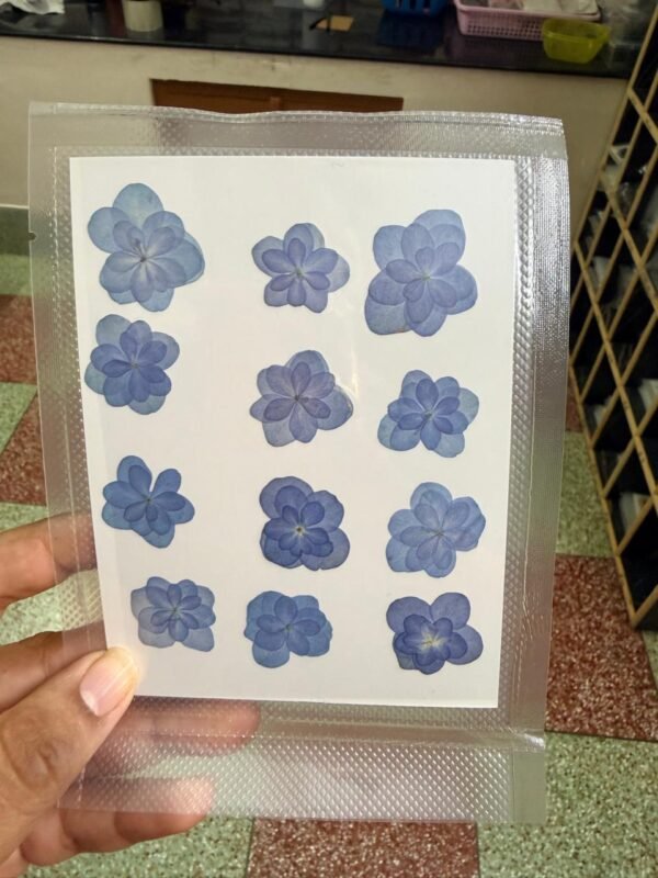 New Blue flower