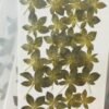 5 Leaf Leaves