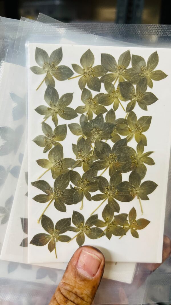 5 Leaf Leaves