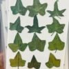 3 leaf leaves