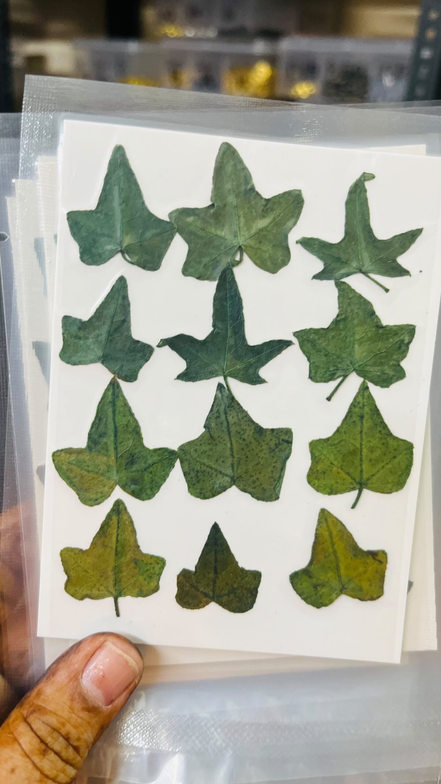 3 leaf leaves