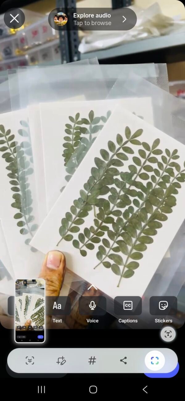 Long leaves 2